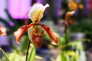 orchidees senat 037 * 4368 x 2912 * (4.95MB)